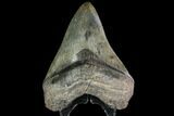 Fossil Megalodon Tooth - South Carolina #92700-1